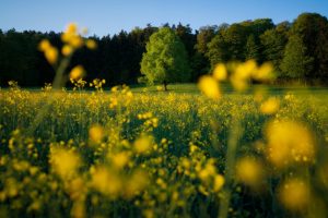 A field of yellow flowers with trees in the background